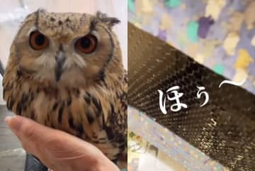 【フクロウの初鳴き】「ほう～」フクロウの初鳴きに1000超えいいね！春が来る予感にホッコリ