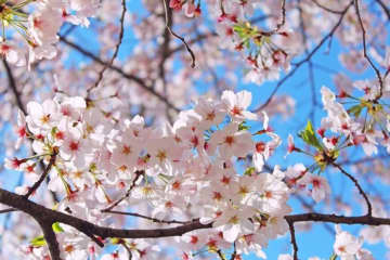 東京都と大阪府、2024年の「桜の開花」が早かったのは？　気になる正解率は約5割だった