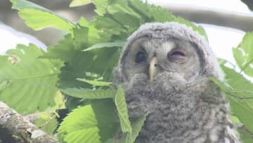 モフモフ！フクロウの赤ちゃん、今年も神社に…“福”がたくさん、今年は3兄弟！