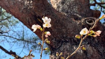 【速報】全国トップを切って高知でサクラ開花発表　平年より１日遅く