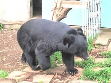 穏やかすぎる保護クマ「とよ君」　 日本熊森協会インタビュー「熊害と対策」