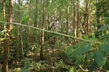 戦国の山城を攻める！　山陰の知られざる名城「周布城・後編」 アンバランスな大堀切＆U字連結竪堀