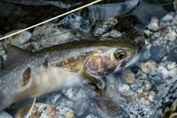 【渓流釣り解禁】 一匹のイワナ！　小さくても満足できるシーズンイン