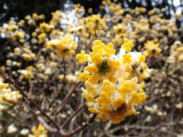 東丹沢の玄関口「ミツマタ群生地の穴場」で輝く“黄金のポンポン” まもなく見頃へ【神奈川県】