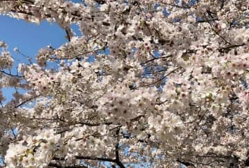 名古屋駅からアクセス良好「桜の名所3選」 出張＆旅のついでにも立ち寄れる、電車で10分以内の場所も！