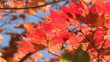 県内秋晴れの一日に　八幡平の紅葉　見頃続く【岩手】