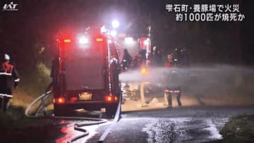 豚舎１棟が全焼　およそ１０００匹が被害【岩手・雫石町】