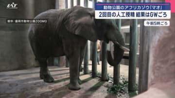 盛岡市動物公園のアフリカゾウ「マオ」　２回目の人工授精　結果はＧＷごろ【岩手・盛岡市】