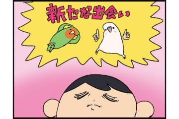 【鳥マンガ＃15】新しいインコをお迎えしたい飼い主／意外にどんくさい鳥、ゴル