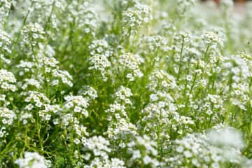 3月23日の花とは？【366日の誕生花と幸せの花言葉】