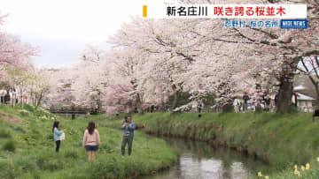 富士山麓 遅咲きの桜の名所 新名庄川沿いのソメイヨシノ満開 山梨・忍野村