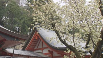 甲府・金桜神社 御神木の「ウコン桜」満開 あと数日で八重桜も 山梨県