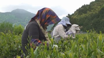 南部町の茶畑 一番茶の摘み取りはじまる 山梨県