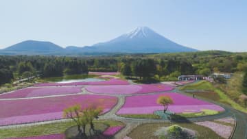 富士山麓で50万株のシバザクラ満開 ピンク色の絶景広がる 山梨・富士河口湖町