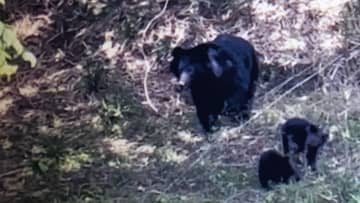 親子か？クマ3頭目撃 山に立ち去る 近くには中学校 注意呼びかけ 山梨・大月市