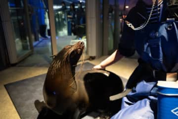 すみだ水族館で暮らすのはアシカでもアザラシでもありません「いいえそれはオットセイ展」開催