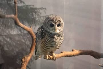 光る生き物や夜行性の生き物をたっぷり見られる サンシャイン水族館で「真夜中のいきもの展」スタート