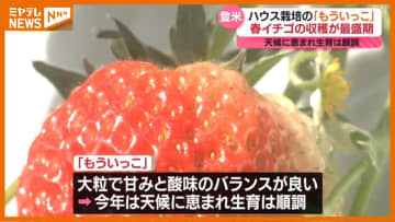 春イチゴ、収穫最盛期！天候に恵まれ生育は順調「とてもジューシー」宮城県登米市