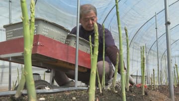 愛媛県内最大の産地・西条市でアスパラガスの春芽の収穫がピーク 甘みが強いのが特徴