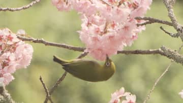 【春分の日】もう春は目前！ソメイヨシノの開花は？【愛媛】