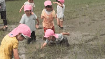 園児が田んぼで泥遊び　寝そべったり走ったり大はしゃぎ！保育園の恒例行事　長野・飯田市