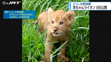 4月に誕生したメスの赤ちゃんライオン　「とくしま動物園」での一般公開が7月9日から【徳島】