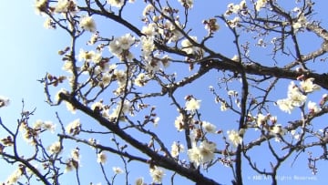 富山市の於保多神社　青空のもと梅の花見頃に