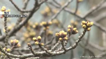 きょうの最高気温は20度超える見込み　松川べりでは桜のつぼみ膨らむ