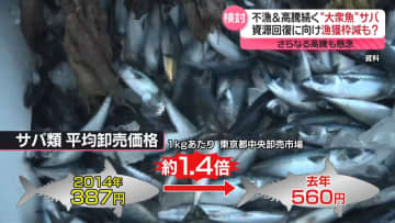 “大衆魚”サバ　不漁と高騰続く…資源回復に向け漁獲枠減も？　さらなる高騰も懸念