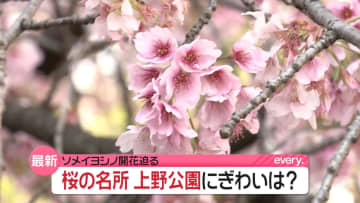 ソメイヨシノ開花迫る　名所「上野公園」にぎわいは？【中継】