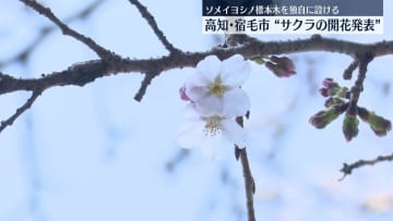 高知・宿毛市　サクラの開花を発表　ソメイヨシノ標本木を市が独自に設ける