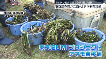 東京湾を豊かな海へ「アマモ苗移植」　海草を増やす「ブルーカーボン活動」日本テレビ含む協力企業3社が連携