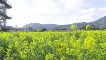 土佐清水市の国道で菜の花が満開！17日朝は高知県内ほとんどの地点で2月並みの冷え込みに【高知】