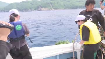 『頑張って産卵してね』大月町柏島で小学生がアオリイカの産卵場所を設置【高知】