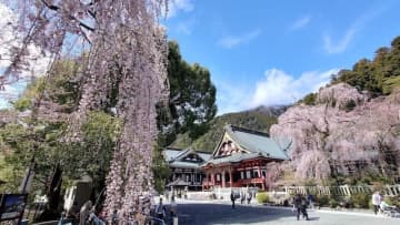 【そろそろ見頃】樹齢400年の妖艶な「しだれ桜」の絶景…山梨・身延山久遠寺のお花見ガイド