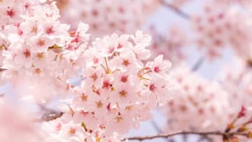 【解説】今年の桜は開花→満開が早い！？ 「春分の日（3月20日）」以降一気に春本番の暖かさに　開花・満開予想は？