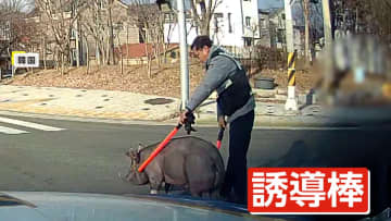 【まさか】交差点にたたずむ豚…一体なぜ？防犯カメラに映った衝撃の“転落”　警察官が“二刀流”でお尻ペチペチ誘導　韓国