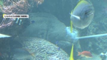 水槽大改修で「魚のお引っ越し」　強敵は“海のギャング”ウツボ「かまれた時のダメージすさまじい」　山口・下関市「海響館」