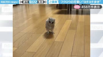 「最高の癒し」フクロウが独特な動きで“ヨチヨチ歩く”姿に「ぐるぐるウニョ〜んという動きも可愛い」