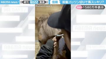 「お目々スッキリ！」馬の前髪をハサミで切った後の“かわいすぎる姿”に「長いと邪魔だよね」「2014年のテイラー・スウィフト！」と反響