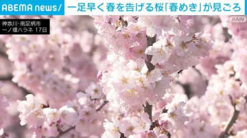 一足早く春を告げる桜「春めき」が見ごろ 神奈川・南足柄市