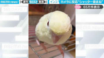 生後4カ月のインコ カメラに反応し“シャッター音まね”する様子に「素晴らしい超天才」「めっちゃ真似してるｗ」