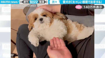 「やっつけ仕事感w」太々しい態度で“お手”する犬に「くるしゅうないって顔してるのツボ」「はいはいコレでいいっしょ？」