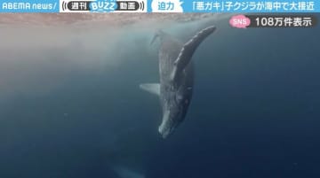 迫力！海中でクジラが大接近してくる動画に「怖そうだけど、うらやましい！」「恐怖が勝つけど、間近で見てみたい気持ちも強い…」と反響