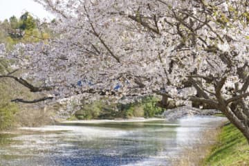 開業20周年を迎える「つくばエクスプレス」で行く！ TX社員一押しの絶景お花見スポット3選