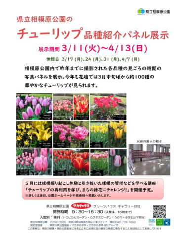 入場無料 県立相模原公園でチューリップの品種紹介パネル展示 3月11日から4月13日、約100種が見ごろに　相模原市中央区