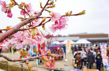 上溝地区 一足早く桜まつり 親子連れで賑やか　相模原市中央区