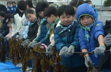 シーパラで緑園学園児童がワカメを収穫 給食で提供も　横浜市金沢区・横浜市磯子区