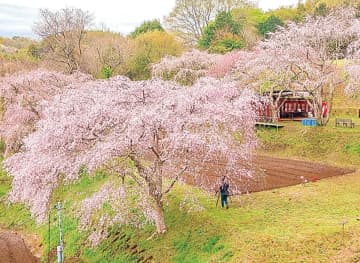 中井町 まつもと滝桜を囲もう ３月22日にお花見会　平塚市・大磯町・二宮町・中井町