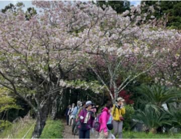 【参加者募集】秦野市山岳協会と行くお花見ハイキング～頭高山の八重桜の里と新緑を楽しもう～　秦野市